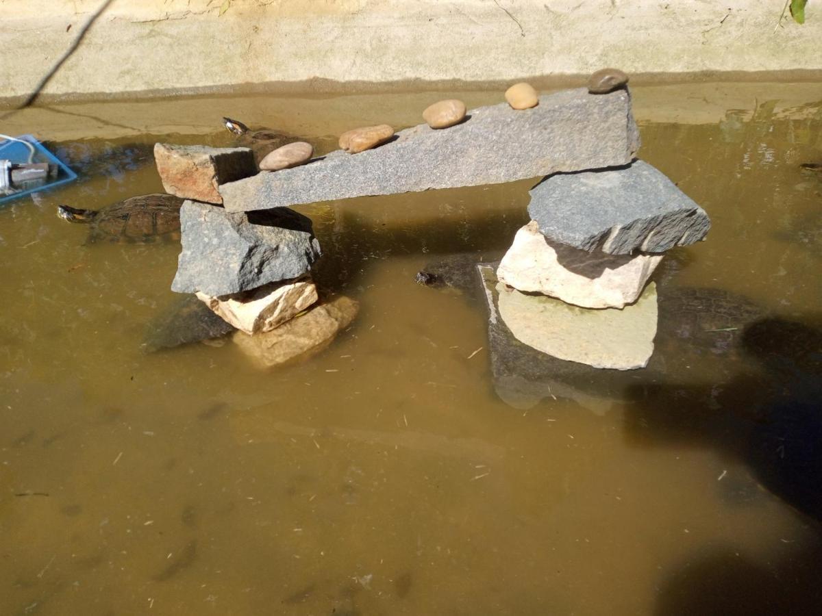 Hostel Santuario De Protecao Animal Filhos De Salomao Braganca Paulista Ngoại thất bức ảnh